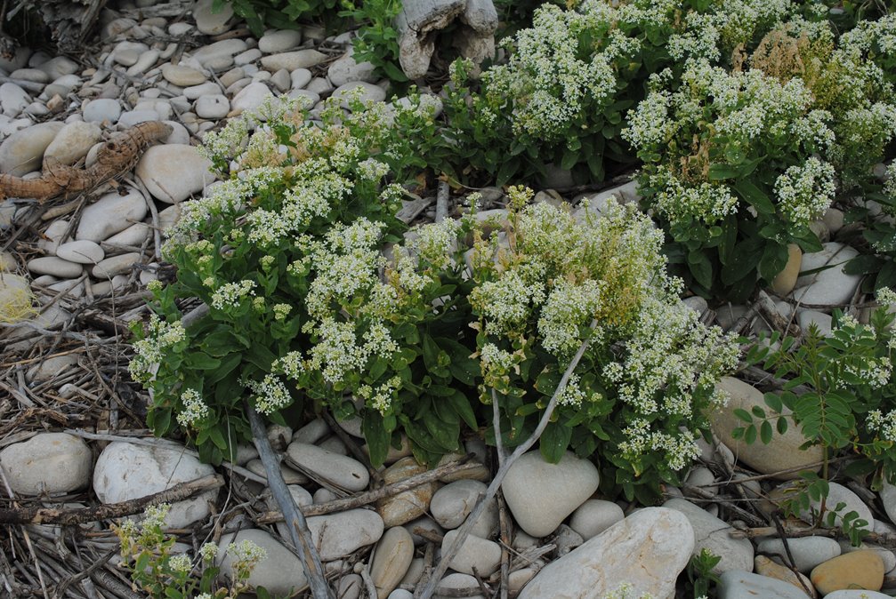 Cardaria draba